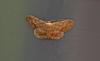 Idaea seriata